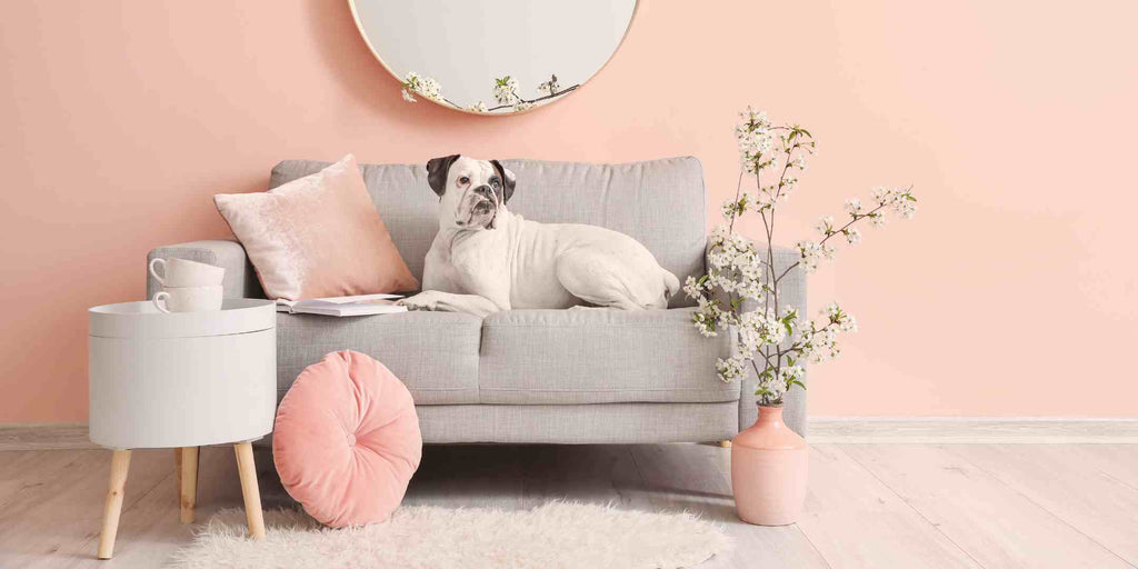 Transform Your Living Space with Pet-Friendly Furniture from Maxi Home